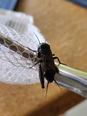 Gryllus pennsylvanicus