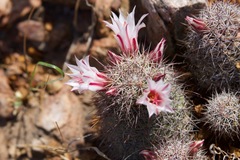 Fraile Pincushion (Mammillaria fraileana)