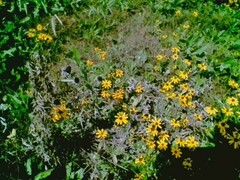 Rudbeckia hirta