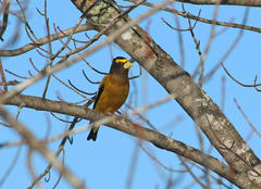 Coccothraustes vespertinus