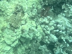Heterocentrotus mamillatus