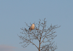 Bubo scandiacus