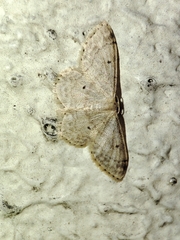 Idaea biselata