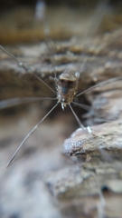 Leiobunum blackwalli