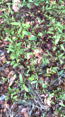 Hypericum hypericoides