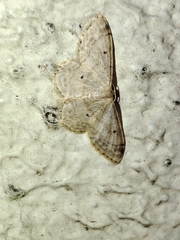 Idaea biselata