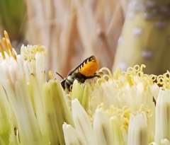 Megachile canariensis