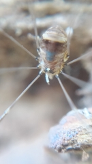 Leiobunum blackwalli