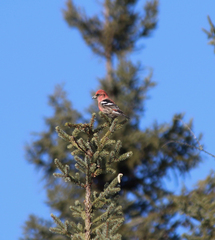 Loxia leucoptera