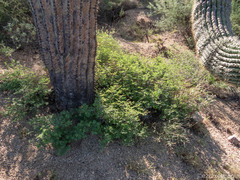 Calliandra eriophylla