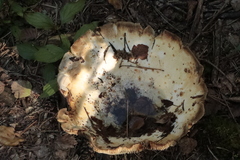 Russula delica