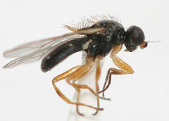 Anatrichus erinaceus