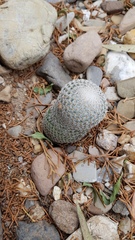 Mammillaria supertexta