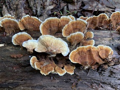 Stereum fasciatum