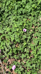 Ipomoea cordatotriloba