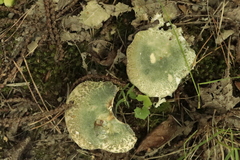 Russula virescens
