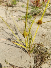 Carex bohemica