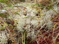 Cladonia portentosa