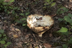 Russula delica