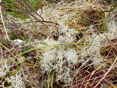 Cladonia portentosa