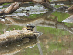 Kinosternon integrum