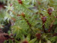 Oligotrichum