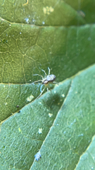 Amaurobius