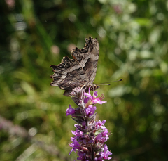 Polygonia egea