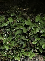 Solorina saccata