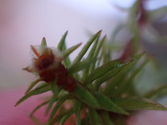 Oligotrichum
