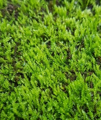 Hygroamblystegium fluviatile