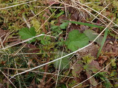 Geum macrophyllum macrophyllum