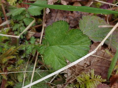 Geum macrophyllum macrophyllum