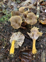 Craterellus tubaeformis