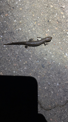 Triturus cristatus