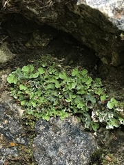 Solorina saccata
