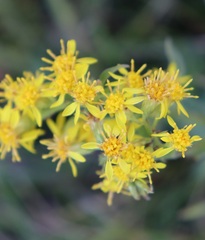 Solidago virgaurea
