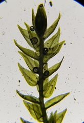Hygroamblystegium fluviatile