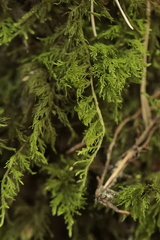 Thuidium tamariscinum