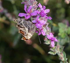Polygonia egea