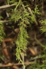 Thuidium tamariscinum