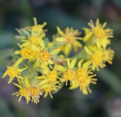 Solidago virgaurea