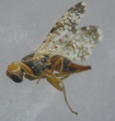 Tephritinae