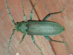 Stromatium longicorne