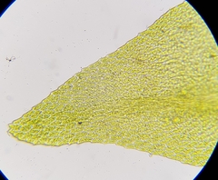 Hygroamblystegium fluviatile