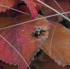 Bombus impatiens