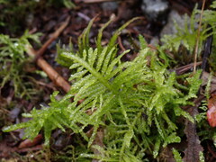 Kindbergia oregana