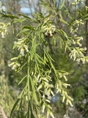 Baccharis neglecta