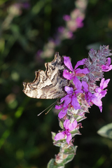 Polygonia egea