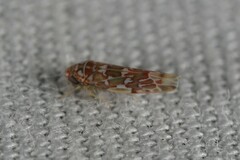 Tautoneura polymitusa